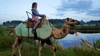 Катание на верблюдах